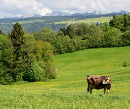 Landschaft in Scheidegg im Allgäu
Foto: Thomas Gretler