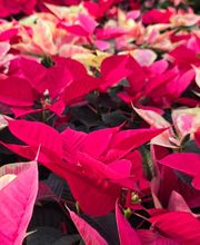 Pépinière des Aspres image 9