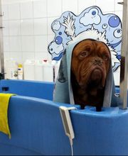 Concept Toilettage by Fabrice image 16