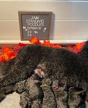 JuVar Standard Poodles image 1