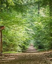FriedWald Ostheide Bild 7