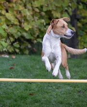 Hunde-Schule Manuela Albrecht - I han en Hund ... ja und?! Bild 5