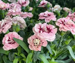 Blumenzauber Bild 5