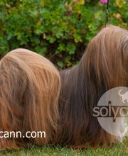 foto_solycann_5.png