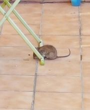 CPD - PLAGAS imagen 3