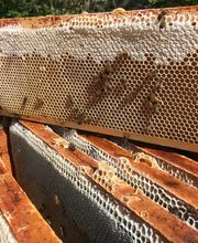 Le Rucher des Hautes Vosges image 17