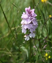 Estival Karine image 4