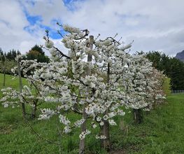 Marché Paysan Bühlmann Bild 9