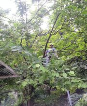 Baumpflege Kompakt, Johannes Mortier Bild 3