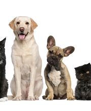 Rye Harrison Veterinary Hospital image 16