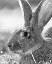 Tiermedizentrum Lyssbach GmbH Bild 6