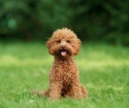 Reinado Canino imagen 19