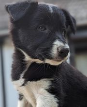 Elevage la Vallée des Petits Bois image 19