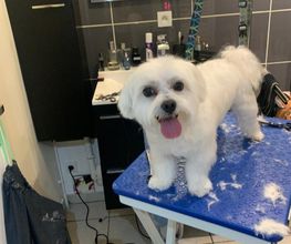 Domidogs image 13