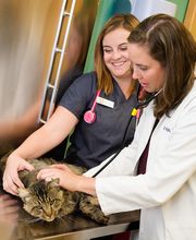 Indian Tree Animal Hospital image 11