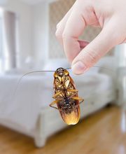 Ecola Termite and Pest Control Services image 9