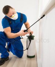 Logic Insectes SARL image 3