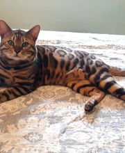 Élevage familial de la Pomaille image 2