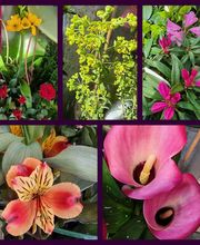 Fleurs Du Chateau image 10