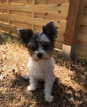 Élevage familial de la Pomaille image 13