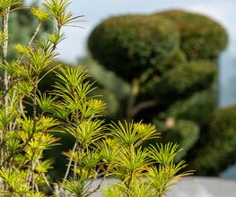 Bruno Preite Gartengestaltung und Gartenpflege - Ihr Gartenbauer im Limmattal, im Aargau & Zürich. Bild 2