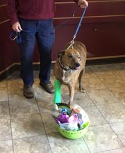 Taylor Animal Hospital of Parkville image 14