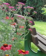 Staudengärtnerei David Müller Bild 4