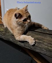 Mimis Katzenbetreuung Bild 3
