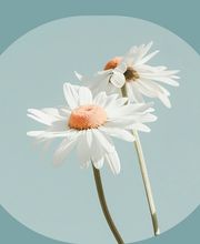 les-cinq-sens-de-virginie image 1