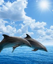 Naturheilpraxis Klinghardt-Therapie Schröder Bild 1