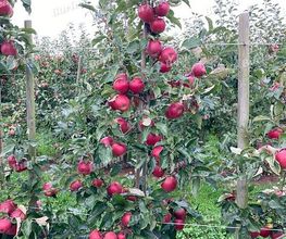 Obstbaumschnitt & Gartenpflege Burlea Bild 5