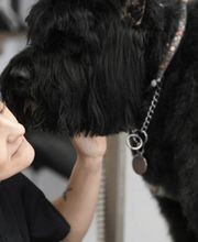 Doggrooming Ramstein Bild 1