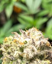 Canbas Hanfshop Bild 1