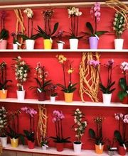 Aux Fleurs de l'Aulne image 11