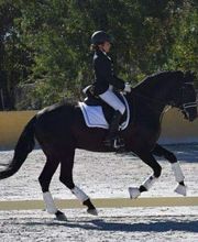 Escuela de Doma Clásica EV imagen 3