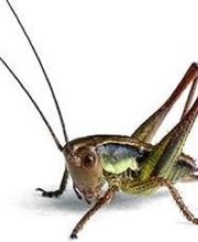 Lloyd Pest & Termite Control image 16