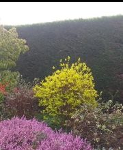 PAUL Elagage image 10