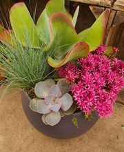 Rambert Fleurs image 17