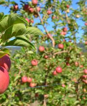 Satsop Landscaping & Nursery image 7