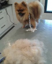 O'Prestige Canin image 6