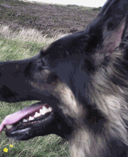 Zois Hundeschule Bild 1