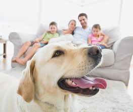 Chiarotto Chantal L'envol image 4