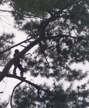 Doualle Frédéric Pour la Beauté de Vos Jardins image 4