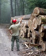 Société Alpine Des Bois image 3