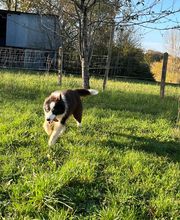 Animal's Cottage image 9