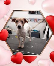 Au Toilettage de Saint Satur image 13