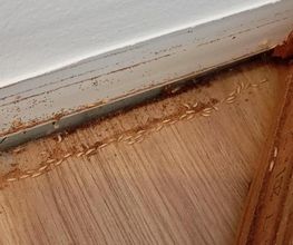 Protection Termite image 1