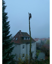 Baumdienst Harzer Bild 6