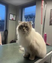 Pattes 2 Caniches image 4