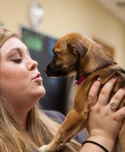 Palmetto Animal Hospital image 1
